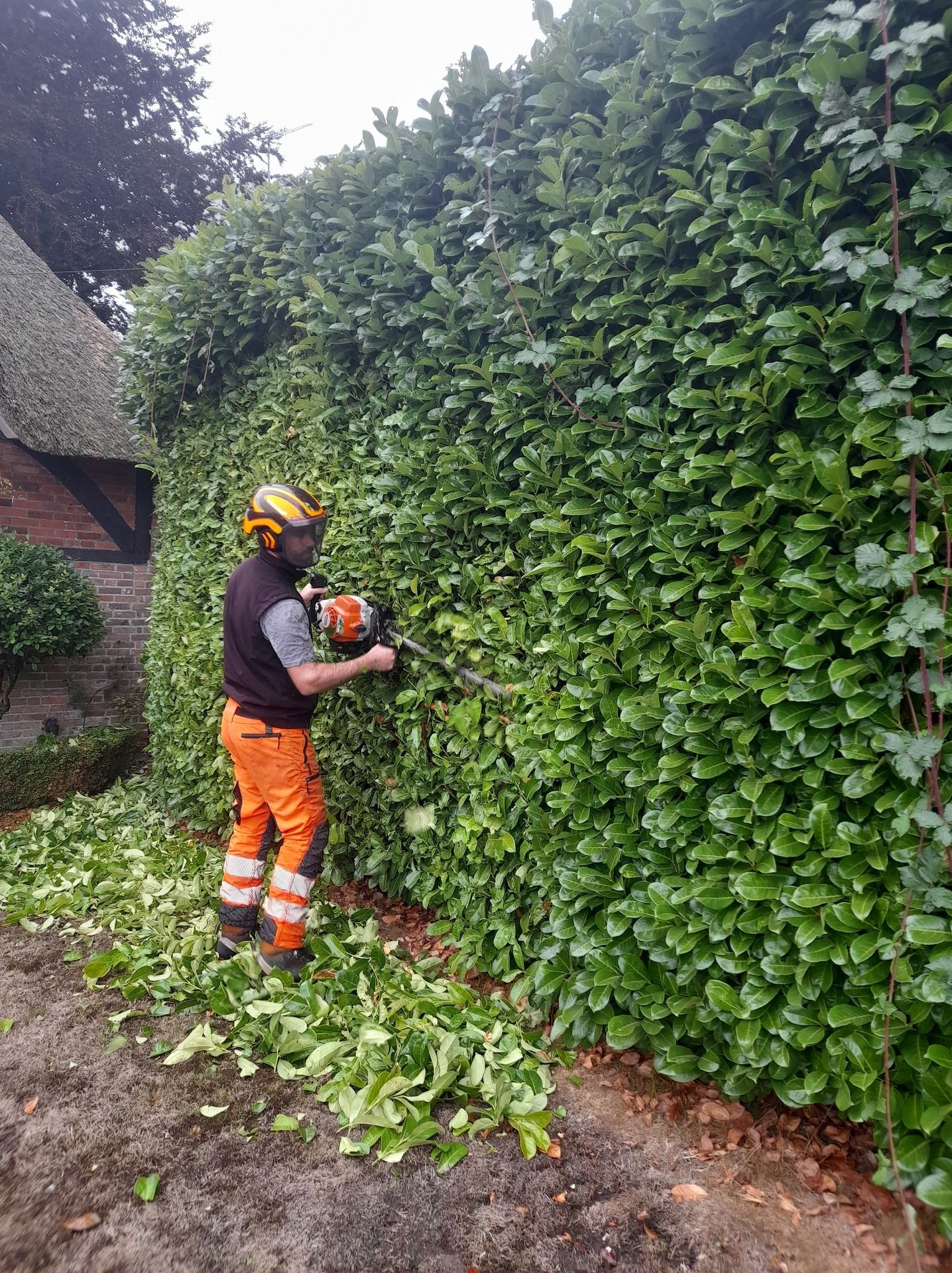 Hedge Trimming