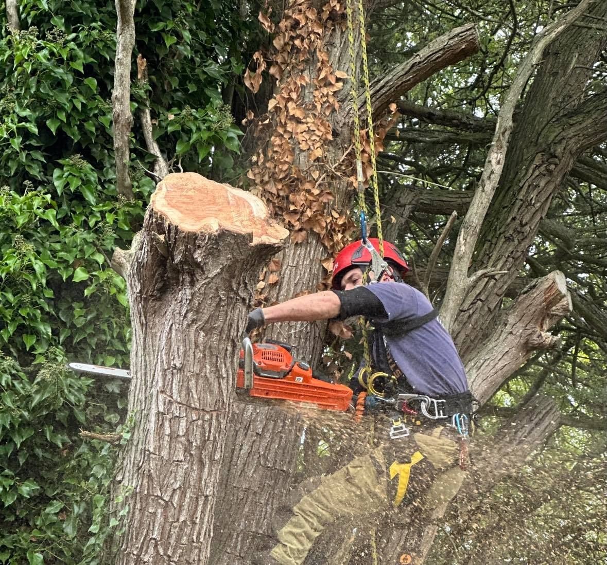 tree climbing tree work tree